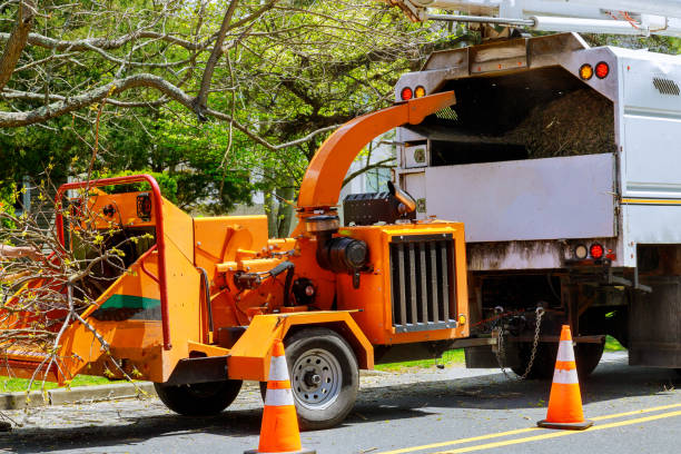 Trusted Milan, NM Tree Removal Experts