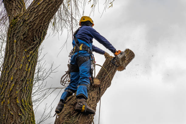 Best Tree and Shrub Care  in Milan, NM