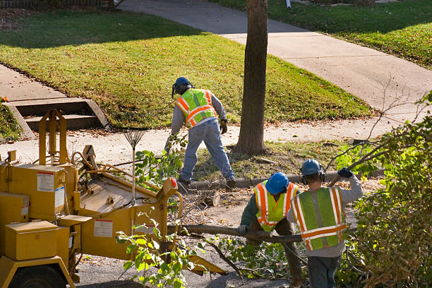 Best Storm Damage Tree Cleanup  in Milan, NM